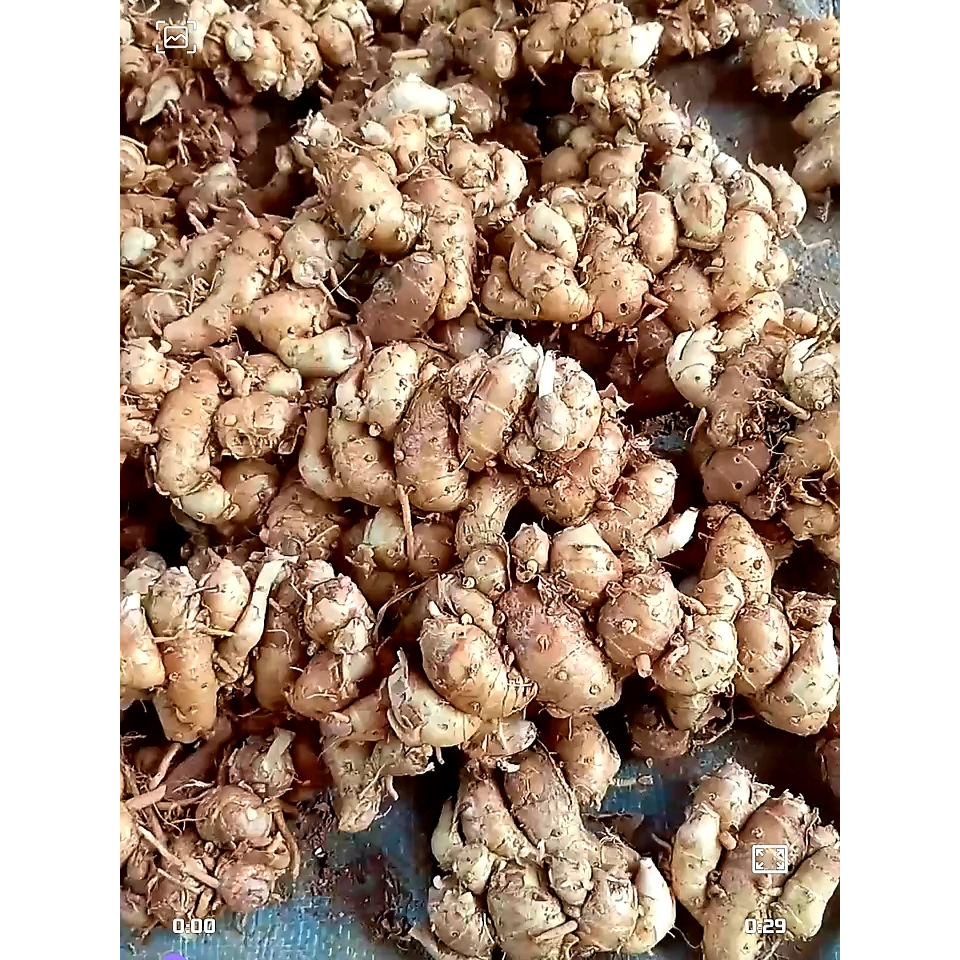 

kencur cikur asli garut 1kg