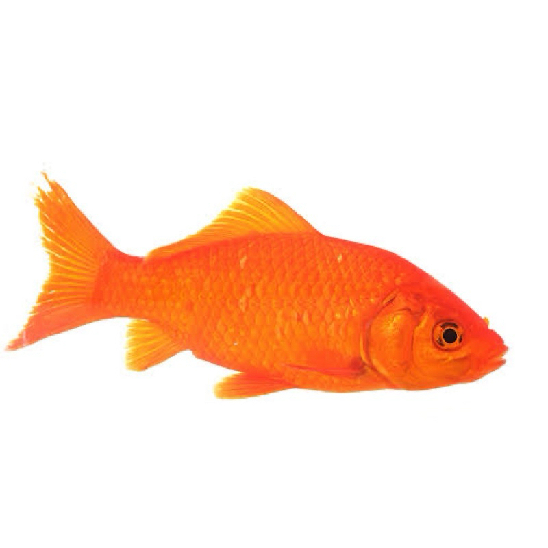 

Ikan Mas Tombro H!dup