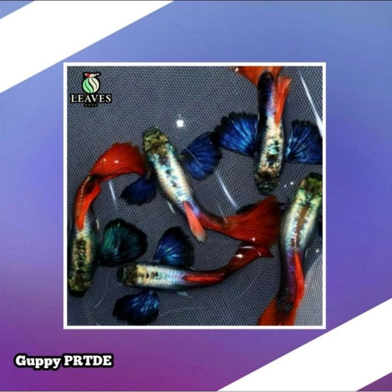 Guppy prtde / Platinum Red Tail Dumbo Ear sepasang