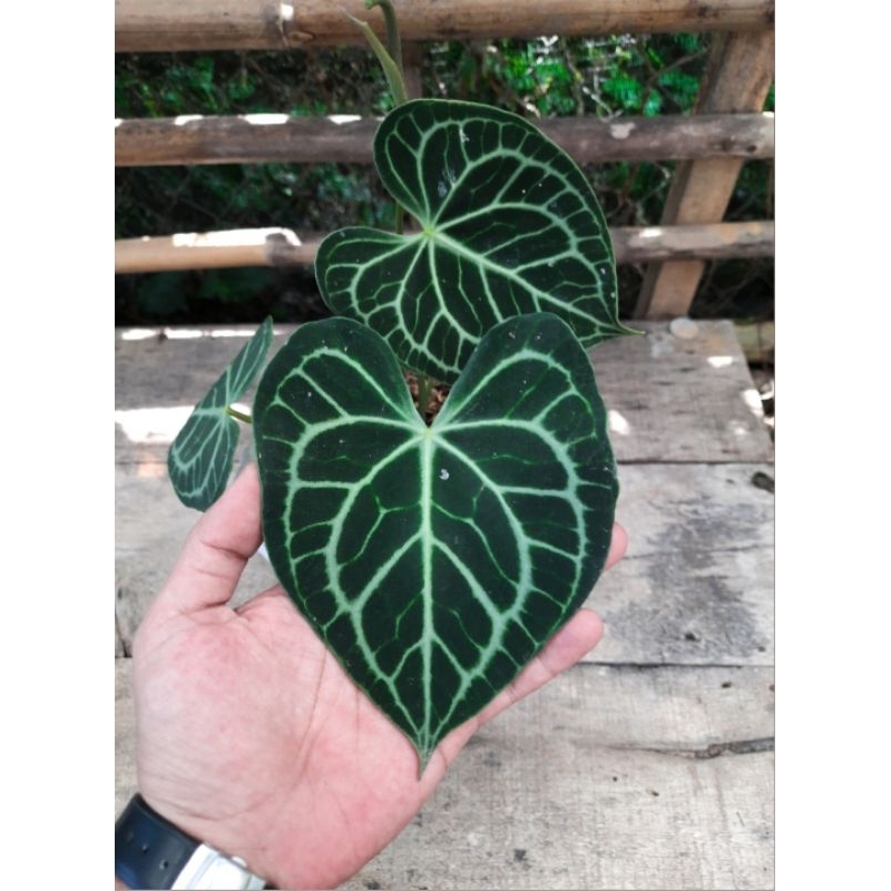 anthurium clarinervium night queen