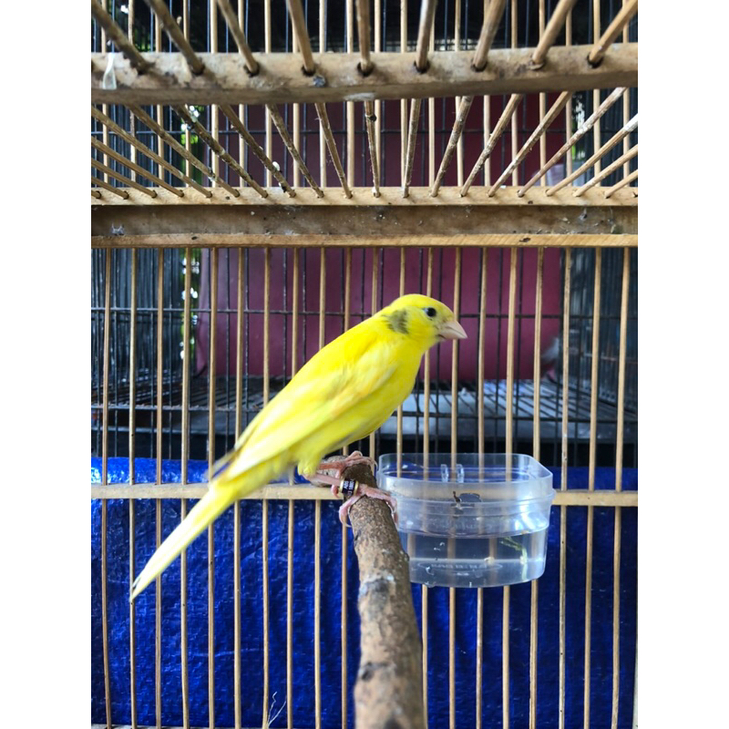 KENARI PAUD JANTAN KUNING RIWIKAN KENARI KUNING BANDUNG