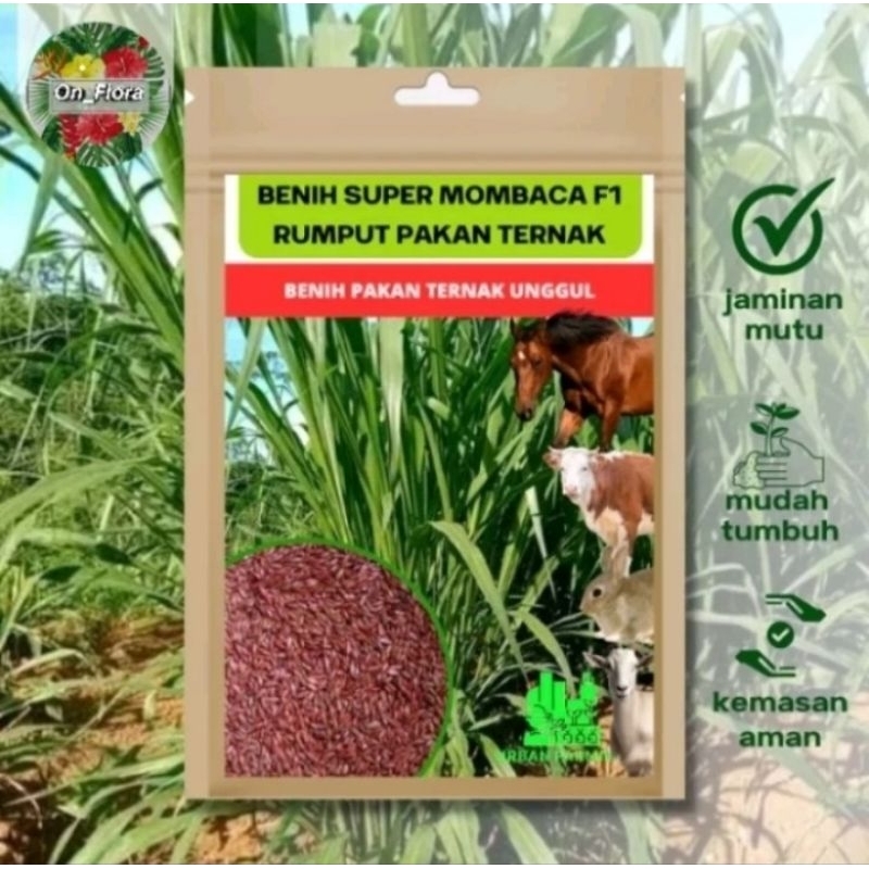 ±2500 Biji Benih Rumput Mombaca - Mombaca F1 Biji Urban Farming Panicum