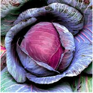 BIBIT BENIH SAYUR KUBIS MERAH KUALITAS PREMIUM