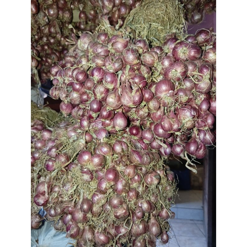 

BAWANG MERAH SUPER PROBOLINGGO DAUNAN 1KG