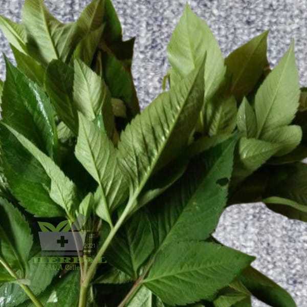 

Jual Daun Ketul Hareuga Segar 500 gram fresh