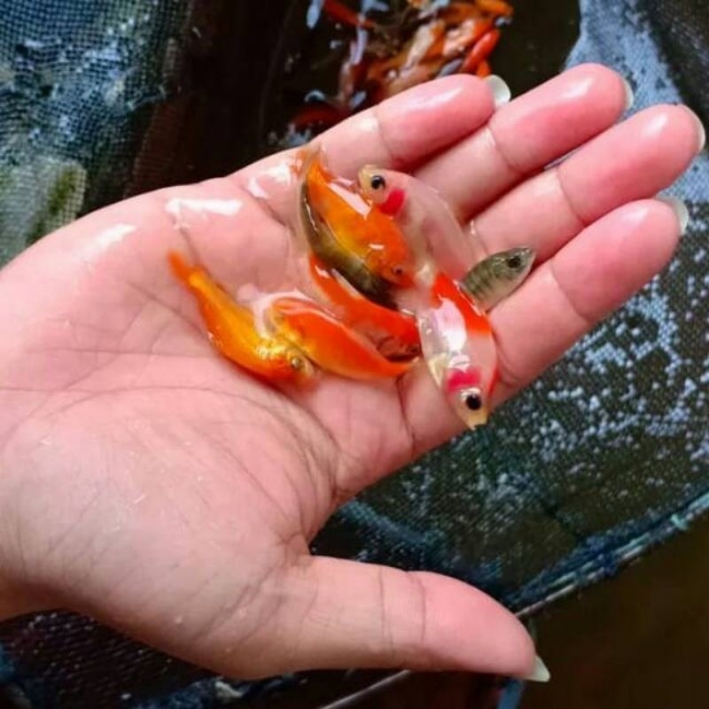 Bibit ikan mas merah blaster 4-6cm, paket 100ekor