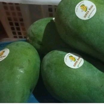 

Mangga harum manis jumbo bisa cod