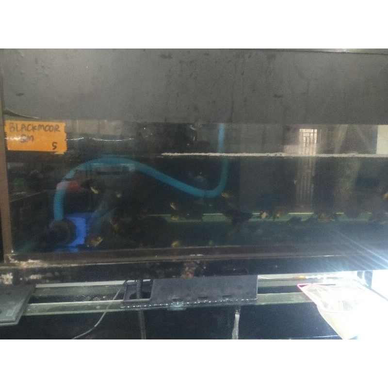 ikan hias aquarium mas koki black more SM