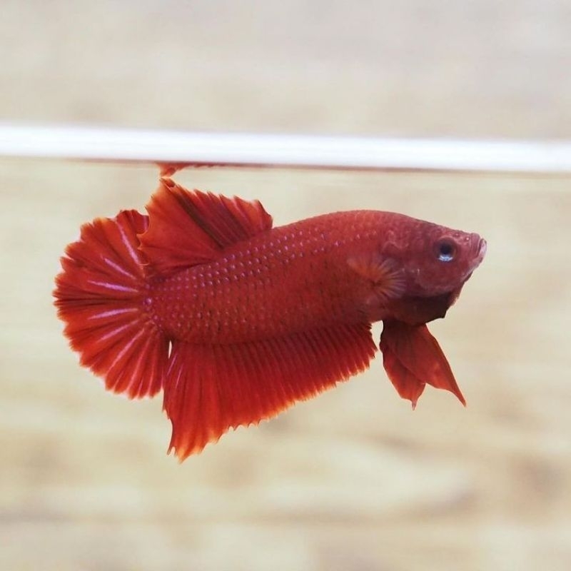 HMPK Super RED Solid Grade S+ Male | hiasan akuarium GRATIS ONGKIR
