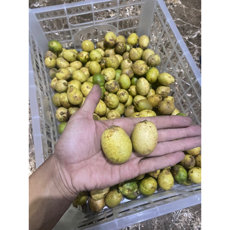

Buah matoa // kemasan 1 kg // kuning matoa kuning gadung