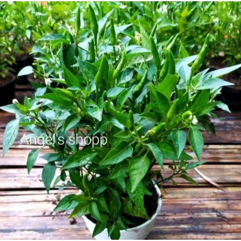 Bibit Tanaman Cabe/Bibit Cabe Rawit Setan Siap Tanam Berbuah
