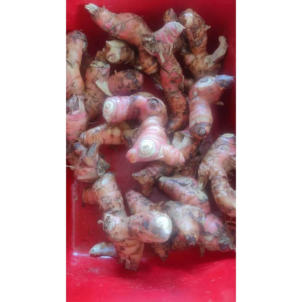 

Laos berat 250, 500 dan 1000 gram