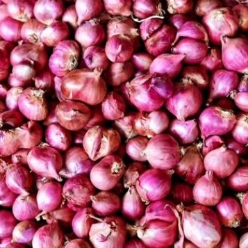 

Bawang Merah Sumenep Asli Garut