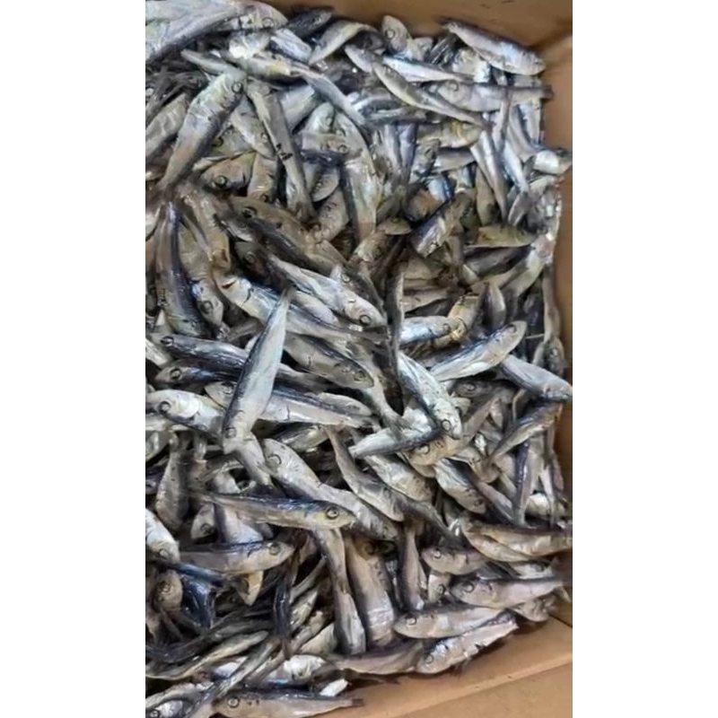 

IKAN NINIS MANIS /TERI MEDAN/IKAN KERING /TERI TANJUNG BALAI
