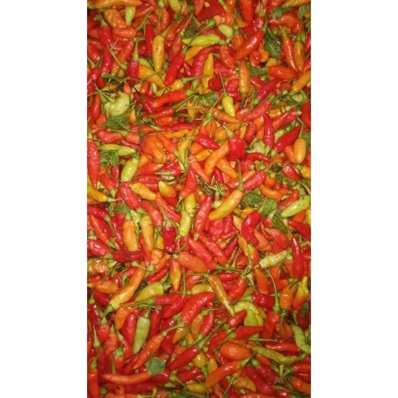 

Cabe rawit/ cengek domba