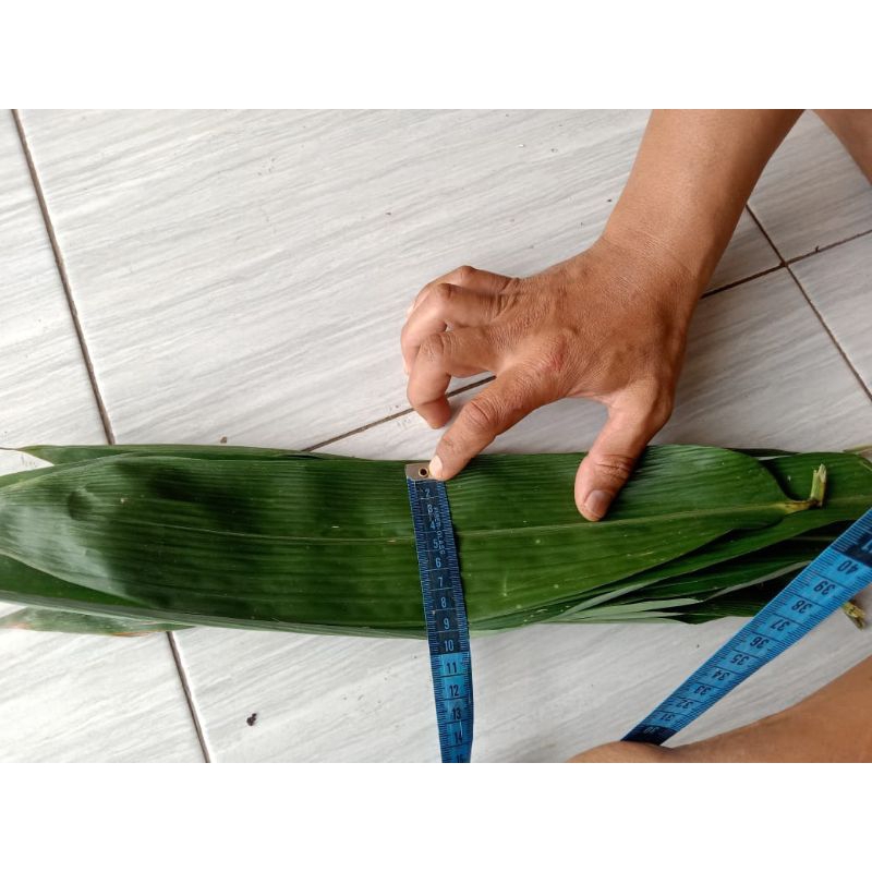 

Daun bambu