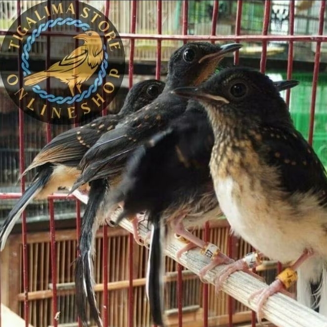 MURAI MEDAN TROTOL GAMBLING