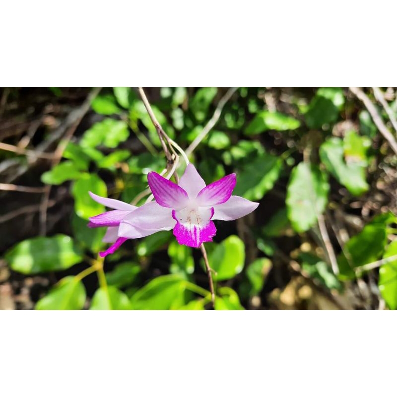 Anggrek Dendrobium/Dendrobium lancifolium/Anggrek species