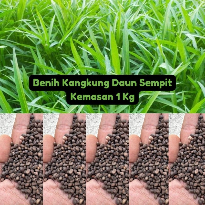 Benih Kangkung Serimpi Daun Sempit 1Kg
