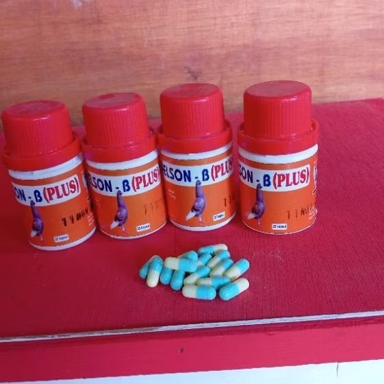 MELSON B PLUS BARON MERPATI CIDERA PINCANG SEMPER