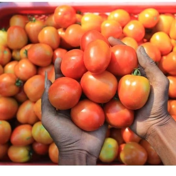 

Tomat Buah Segar 1 Kg