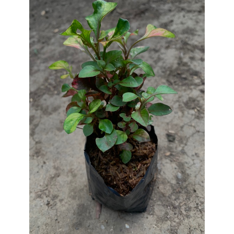 TANAMAN KROKOT MERAH