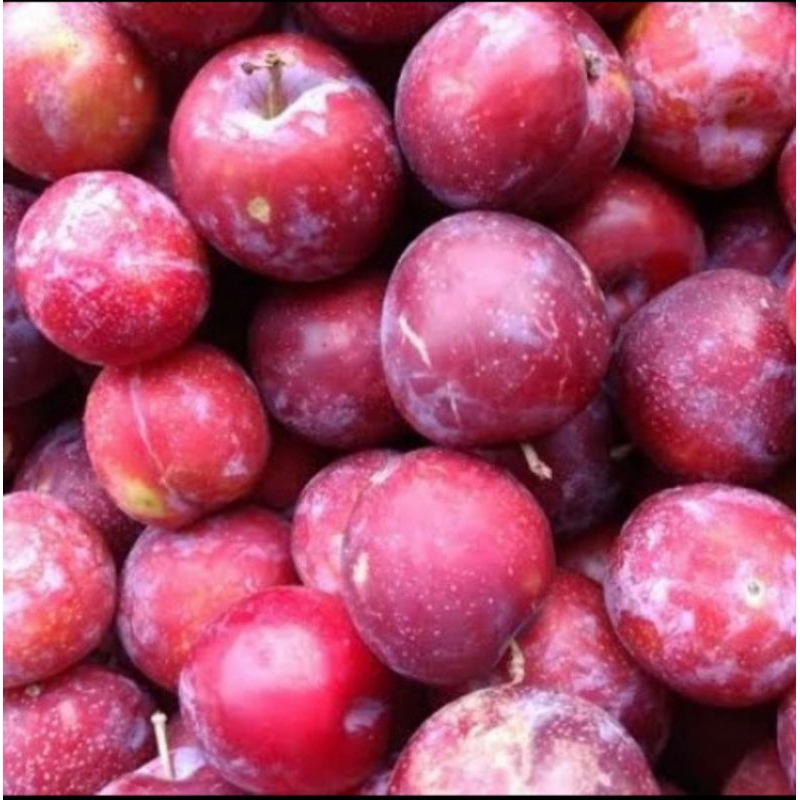 

Buah Plum Merah 500 gr Sayur Segar Palembang