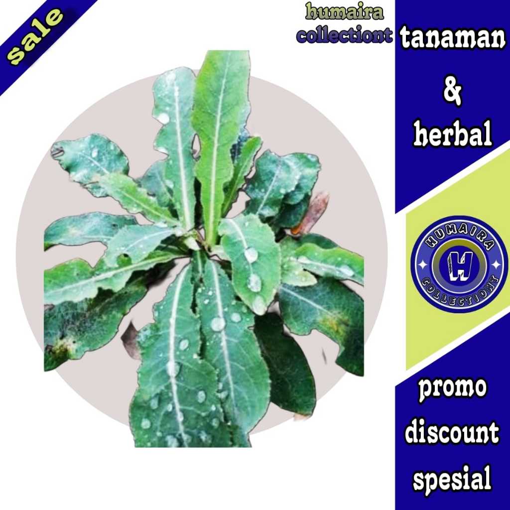

Daun Tempuyung Segar 1 kg Humaira Collectiont
