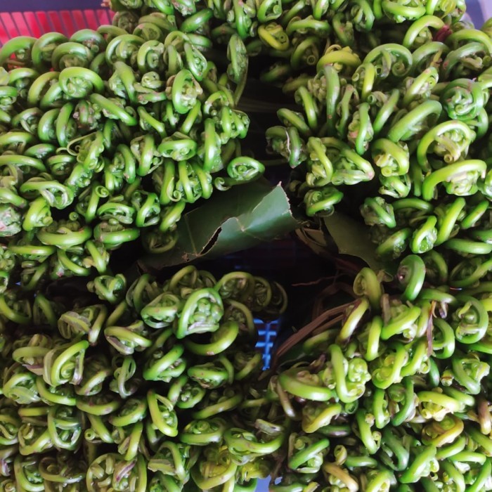 

Sayur Pakis / Kichoi Khas Kalimatan