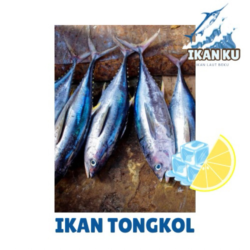 

ikan tongkol ikan cakalang/frozenfood/seafood/cumi/udang/laut/daging/lauknasi