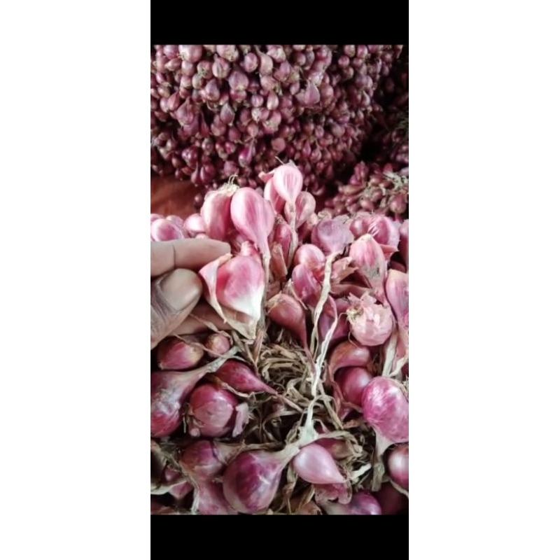 

bibit askip bawang merah brebes 1kg