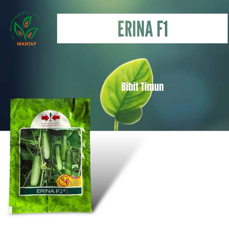 ERINA F1 10 gr ( Bibit Timun )