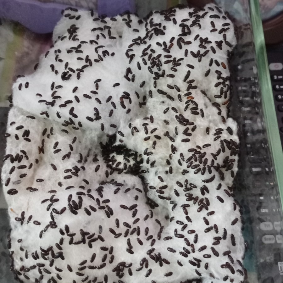 SEMUT JEPANG KESEHATAN AMPUH