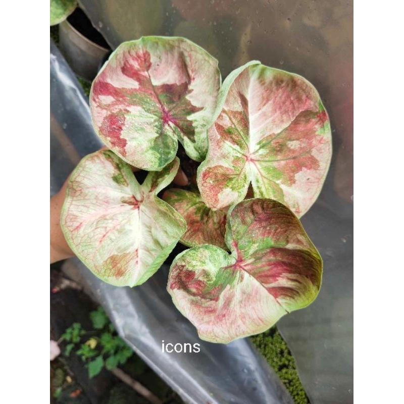 

link co 100k berat 1 kg