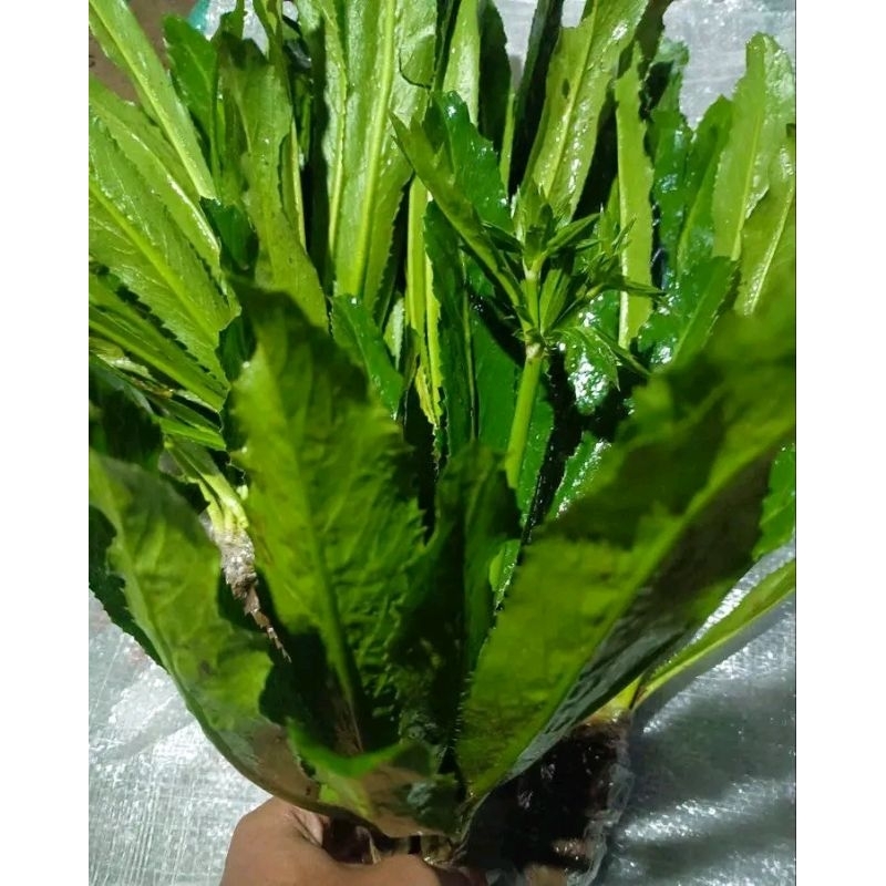 

WALANG SANGIT SEGAR FRESH 500gr