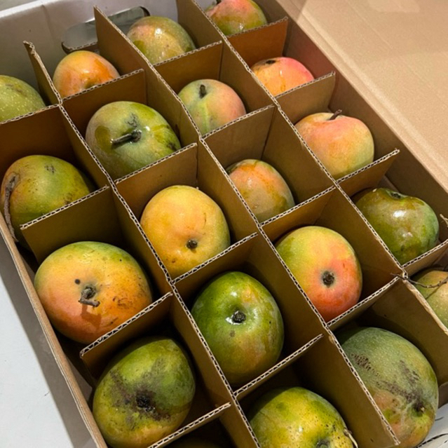 

Mangga Gedong / Mangga Gincu super