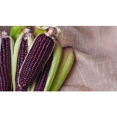

Jagung Ketan Pulut Ungu KULIT Purple Sweet Corn 3 tongkol