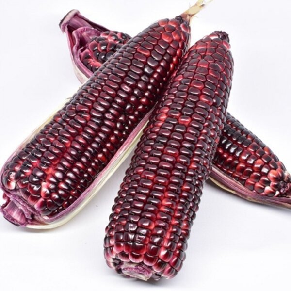 

Jagung Ketan Pulut Ungu KUPAS Peeled Purple Sweet Corn 3 tongkol