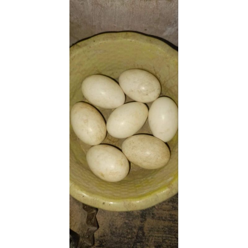 

Telur angsa thumbusuk