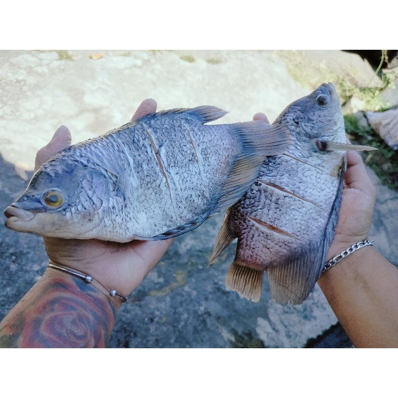 

2pcs Gurame Fresh Bersih Siap Masak 650g