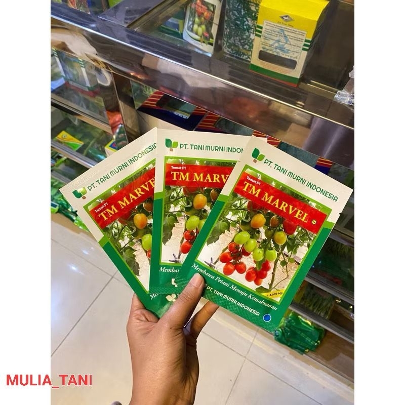 BENIH TOMAT TM MARVEL F1 10 GRAM BIBIT TOMAT HIBRIDA PRODUKSI