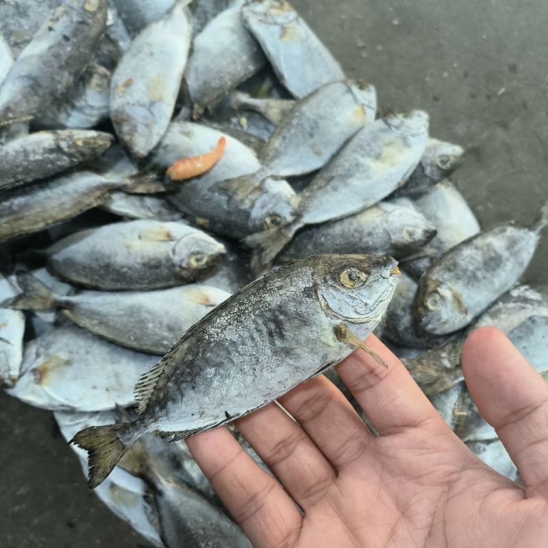 

Ikan Baronang Kecil