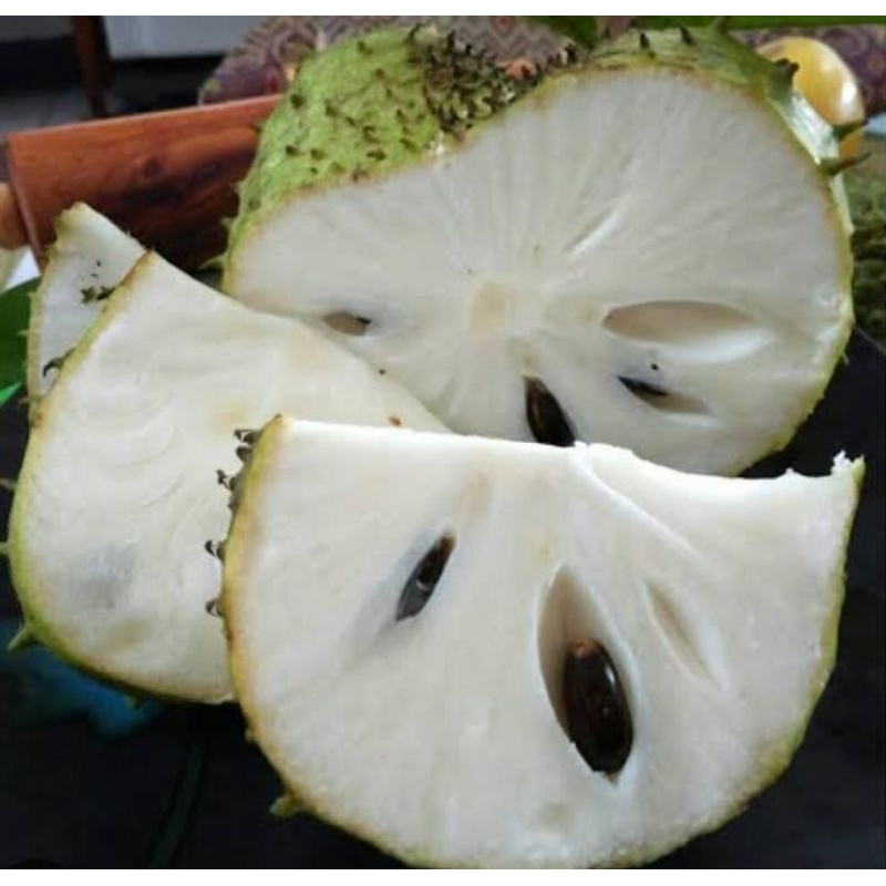 Bibit tanaman sirsak madu hasil cangkok