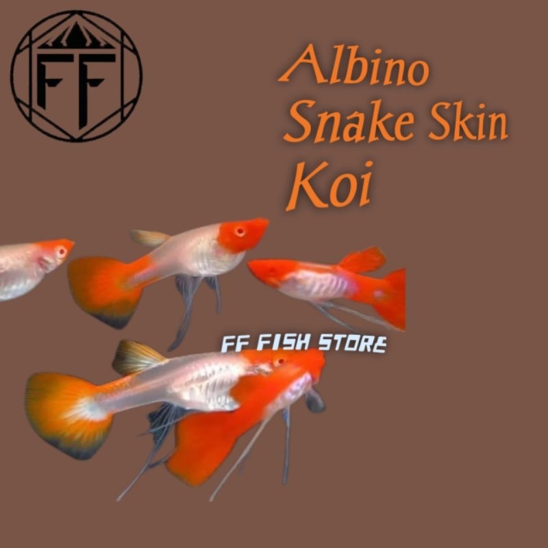 Hiasan Aquarium (Albino SnakeSkin Koi)