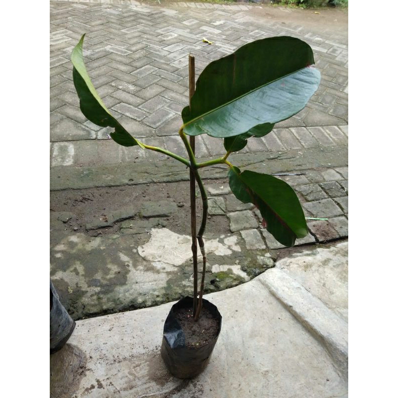 Bibit Manggis Okulasi