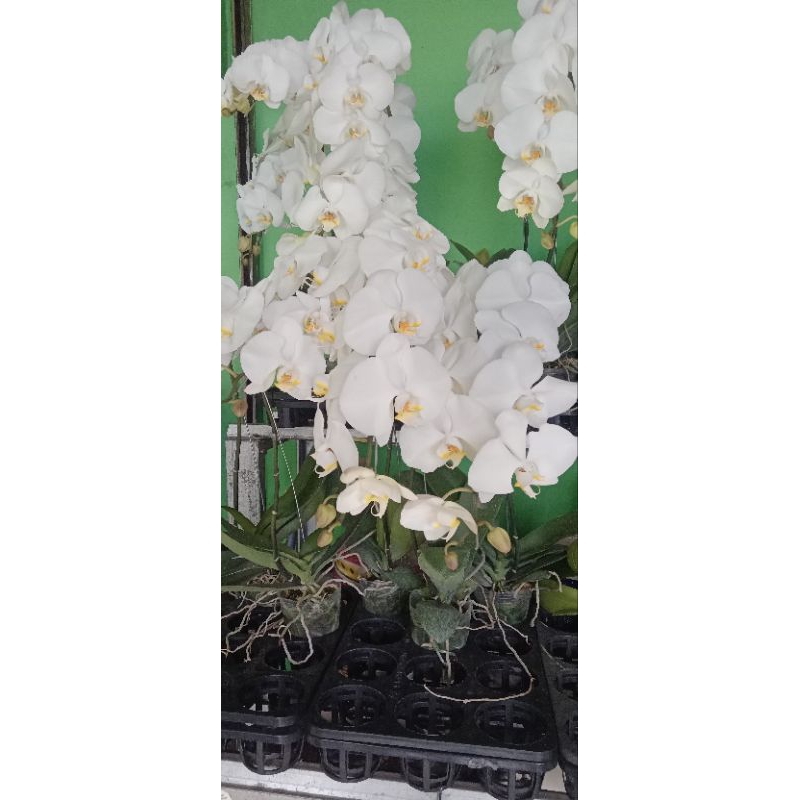 bunga anggrek bulan 1 tangkai