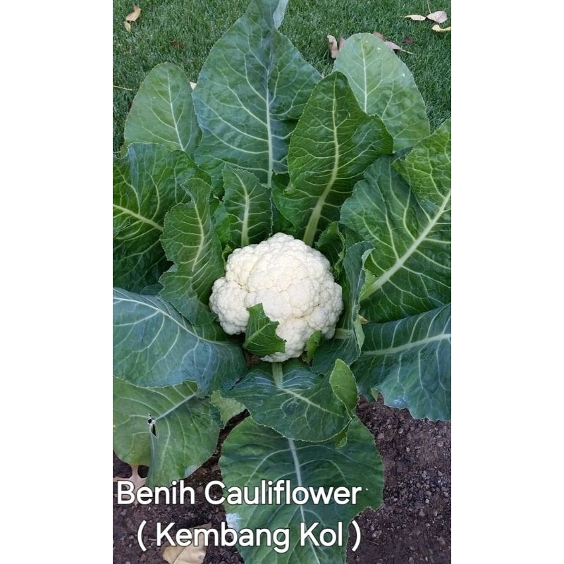 

Benih Cauliflower Kembang Kol (Harga 1 biji)