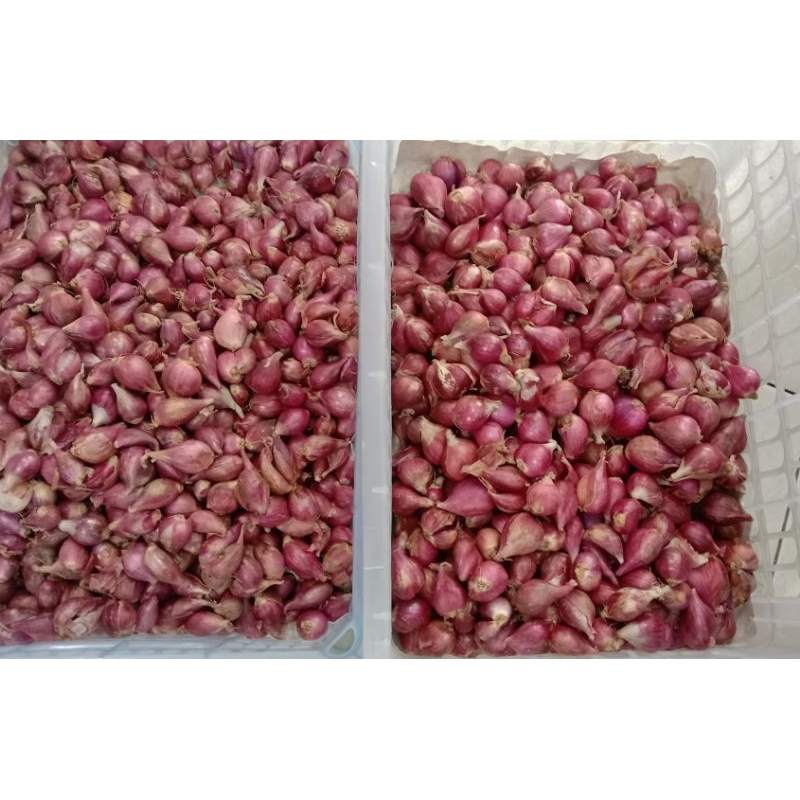 

Bawang merah Brebes asli