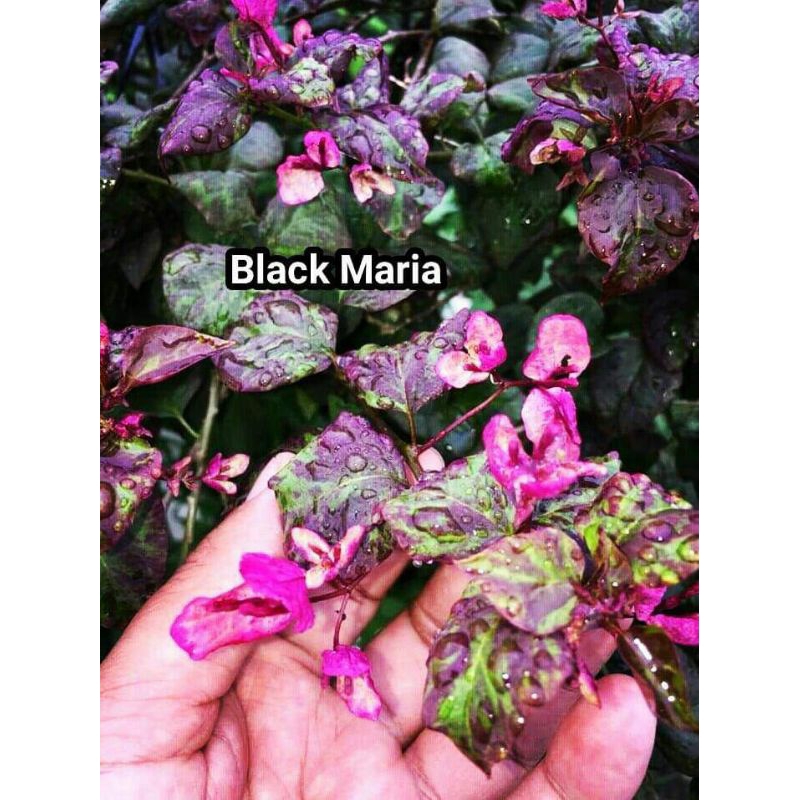 Bougenville Black Maria
