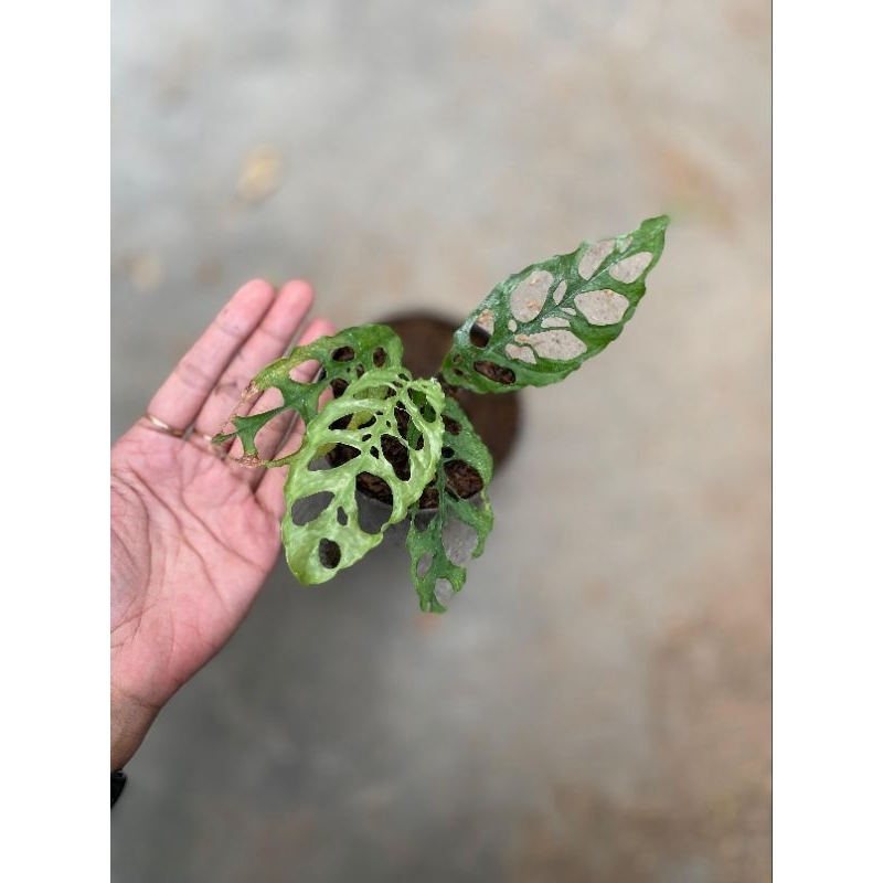 Monstera Obliqua Peru